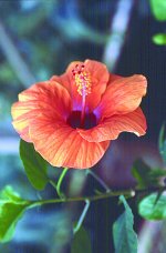 flor cayena