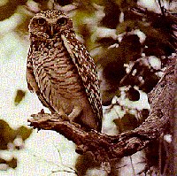 cuco - image taken and resized from GEF/UNDP RD biodiversity site