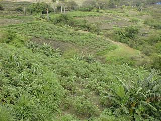 platano y guineo (banano)