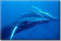whale image taken from CEBSCE site http://samana.org.do