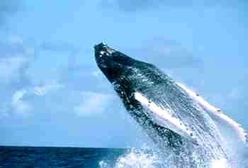 whale image taken from CEBSCE site http://samana.org.do