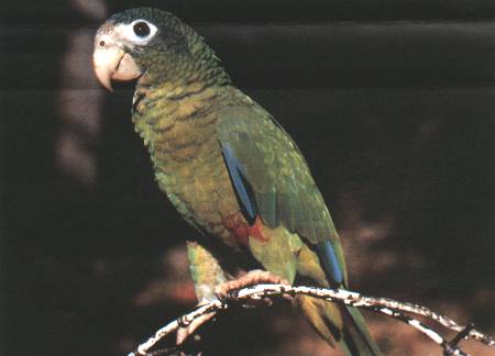 (c) EKKE LEMKE - Hispaniola Island Parrot